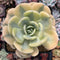 Echeveria Runyonii Variegated (Aka Echeveria 'Akaihosi' Variegated) 5" Succulent Plant