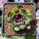 Echeveria 'Fushike' 1" Succulent Plant
