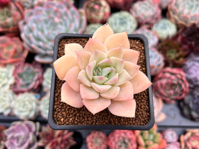 rose queen succulent Echeveria 'Fun Queen' 2" Succulent Plant – True Succulents Plant Co