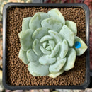 Echeveria 'Derlu' 2" Succulent Plant