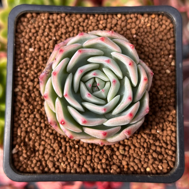 blue dolphin succulent Echeveria 'Blue Dolphin' 1" Succulent Plant