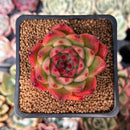 Echeveria Agavoides 'Rose Garnet' 2" Succulent Plant