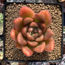 Echeveria Agavoides sp. 3” Succulent Plant