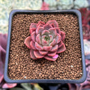 Echeveria 'Ember Rose' 1" Succulent Plant