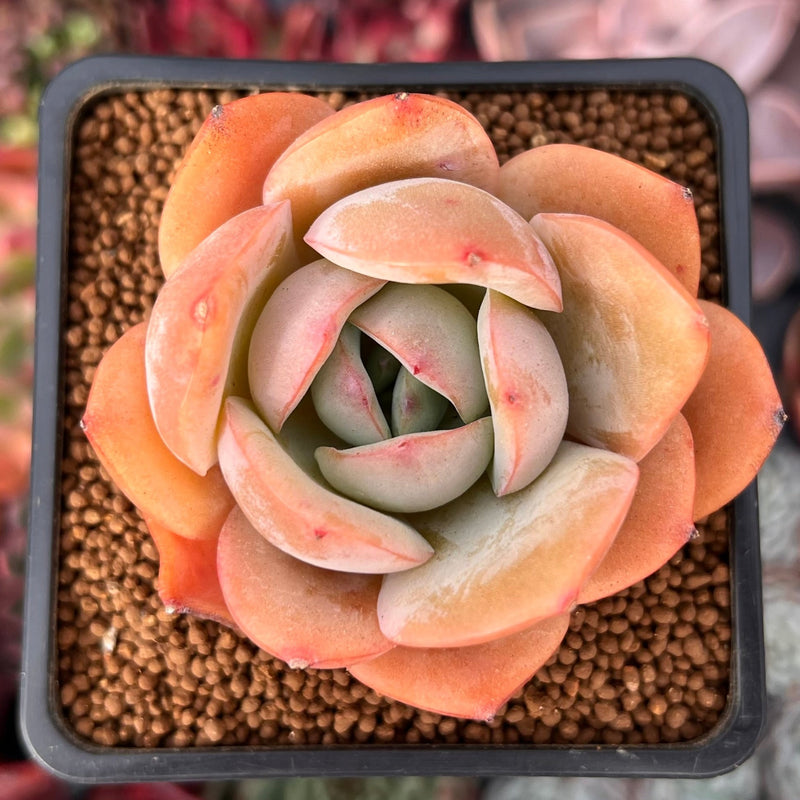 Echeveria 'Lemon Tree' 2" Succulent Plant