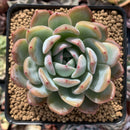 Echeveria 'Star Mark' 3"-4" Succulent Plant