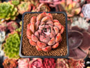 Echeveria 'Piano' 2" Succulent Plant