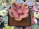 Echeveria 'Golden State' Variegated 2" Succulent Plant