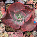 Echeveria 'Kattelra' Variegated 4" Rare Succulent Plant