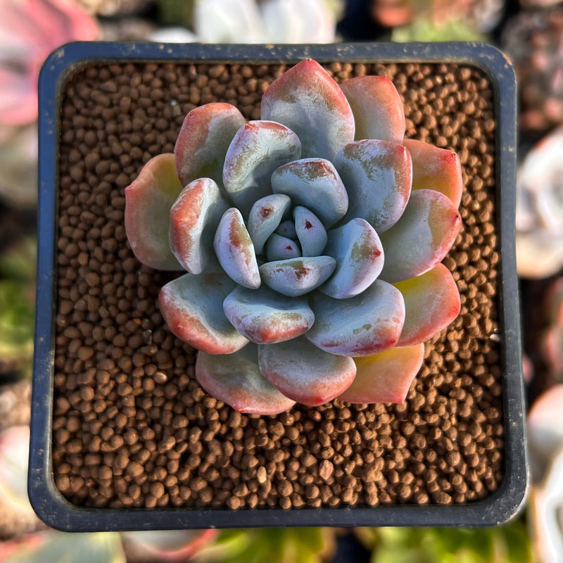 ms succulent Echeveria 'Miss Jin' 1