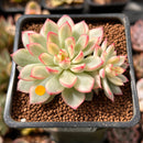 Echeveria 'Mebina' Variegated 2" Succulent Plant