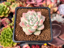 Echeveria 'Illustration' 2" Succulent Plant
