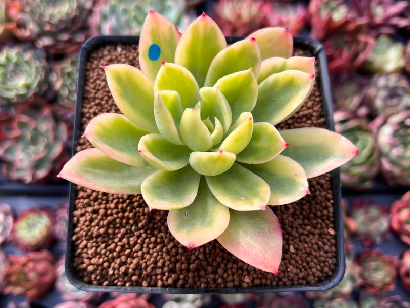 succulent golden glow Echeveria 'Golden Glow' Variegated 2" Succulent Plant