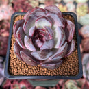 Echeveria 'Odette' 2" Succulent Plant