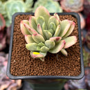 Echeveria 'Minibelle' Variegated 2" Succulent Plant