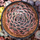 Echeveria 'Keralean' 4" Succulent Plant