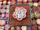 Echeveria 'Prada' 1" Succulent Plant