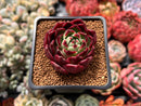 Echeveria Agavoides 'Sarabony Superclone' 1" Succulent Plant