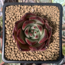 Echeveria Agavoides 'Romeo' 2" Succulent Plant