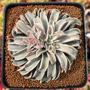 Echeveria 'Fantastic Fountain' 3" Succulent Plant