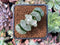 Haworthia Truncata 'White Mammoth' 2" Succulent Plant