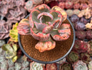 Echeveria 'Beyonce' Variegated 3" Succulent Plant