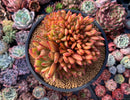 Echeveria Agavoides 'Elkhorn' Crested Cluster 5"-6" Succulent Plant