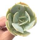 Echeveria 'Smile Ball' 3"-4" Rare Succulent Plant