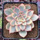 Echeveria 'Esther' Variegated 2" Succulent Plant