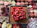Echeveria Agavoides 'Abaresque' 2" Succulent Plant