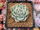 Echeveria 'Silver Queen' Variegated 2" Succulent Plant