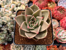 Echeveria Agavoides 'Jade Star' 3" Succulent Plant