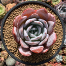 Echeveria 'Ivory' 4"-5" Powdery Succulent Plant