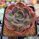 Echeveria 'Blue Metal' Lightly Variegated 3" Succulent Plant