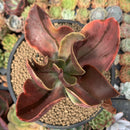 Echeveria 'Fimbriata' Variegated AKA 'Fasciculata' 5" Succulent Plant