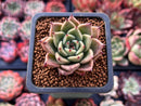 Echeveria Agavoides 'Super Beauty' 1" Succulent Plant