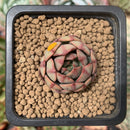 Echeveria 'Pink Vanilla' 1" New Hybrid Small Succulent Plant