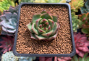 Echeveria Agavoides 'Exitazo' New Hybrid 1" Succulent Plant