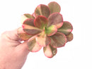 Echeveria Premaddona Variegated 4”-5” Specimen Rare Succulent Plant