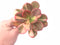 Echeveria Premaddona Variegated 4”-5” Specimen Rare Succulent Plant