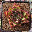 Echeveria Agavoides 'Orange Ebony' 2"-3" Succulent Plant