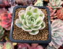 Echeveria 'Compton Carousel' Variegated 2" Small Succulent Plant