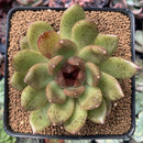 Echeveria Agavoides 'Black Queen' 3" Succulent Plant