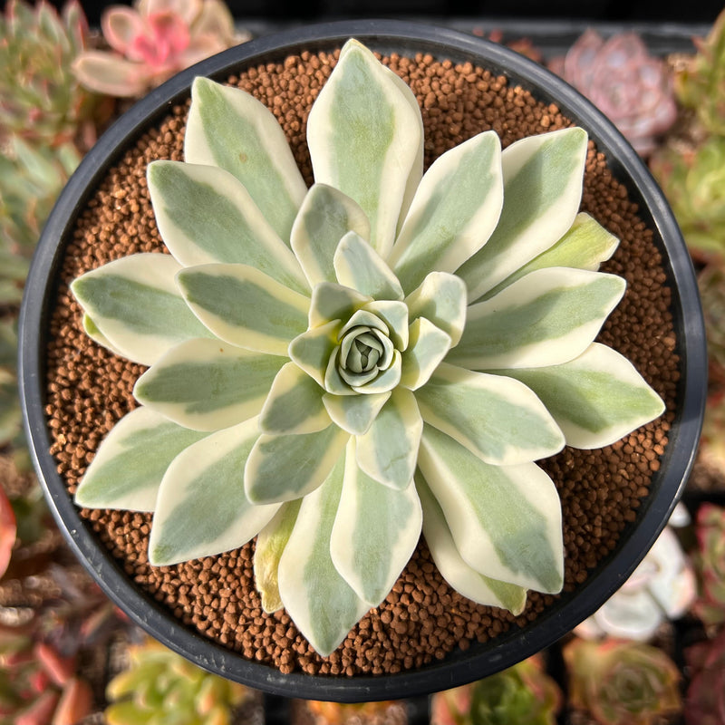orostachys succulent Orostachys 'Fuji' Variegated 3