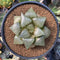 Haworthia 'Comptonia' Hybrid 4" Succulent Plant
