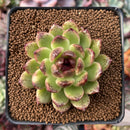 Echeveria Agavoides 'Amethyst' 3" Succulent Plant
