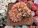 Echeveria Agavoides Crested 3" Succulent Plant