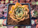 Echeveria Agavoides 'Omphalos' 2" Succulent Plant