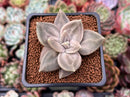 Echeveria 'Xichuensis' 2" Succulent Plant
