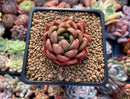 Echeveria Agavoides 'Cagliari' 1"-2" Succulent Plant